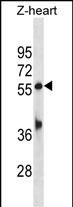 Rabbit Polyclonal Antibody to Zebrafish Tead1b