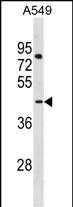 Rabbit Polyclonal Antibody to LANCL3