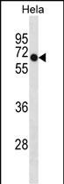Rabbit Polyclonal Antibody to DEPDC7