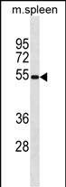 Rabbit Polyclonal Antibody to Mouse Mavs (N-term)