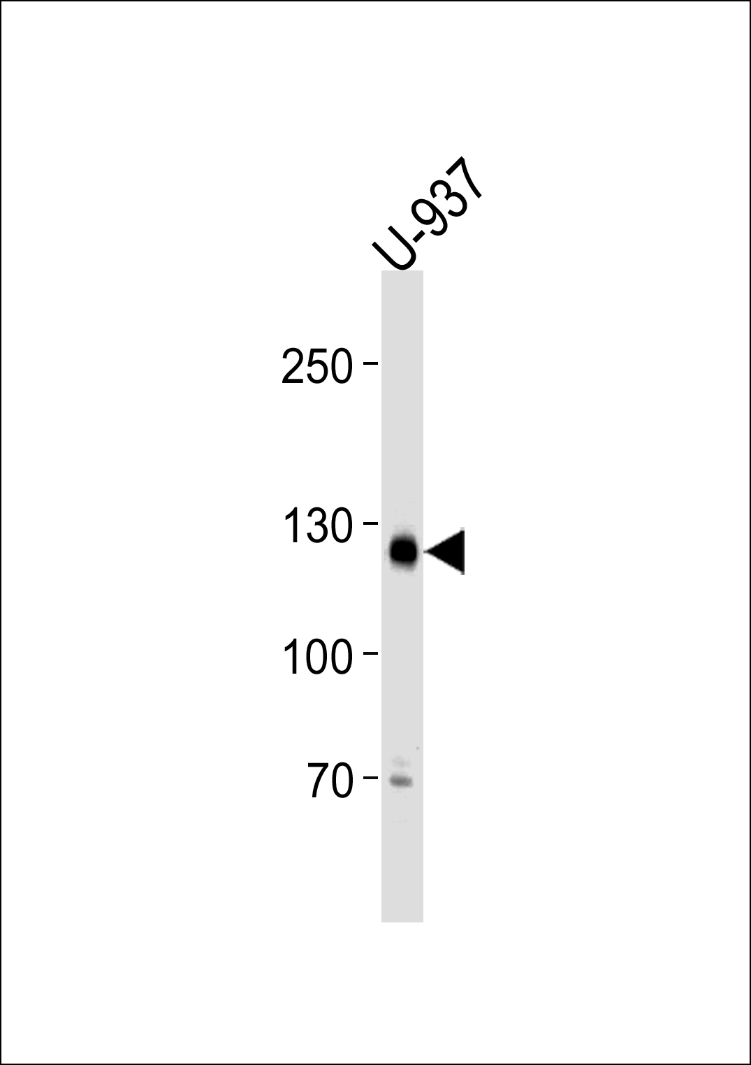 Rabbit Polyclonal Antibody to SGOL2