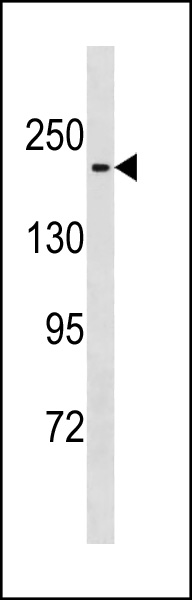 Rabbit Polyclonal Antibody to Mouse Mast1