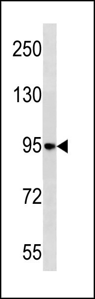 Rabbit Polyclonal Antibody to NELL1 (N-term)