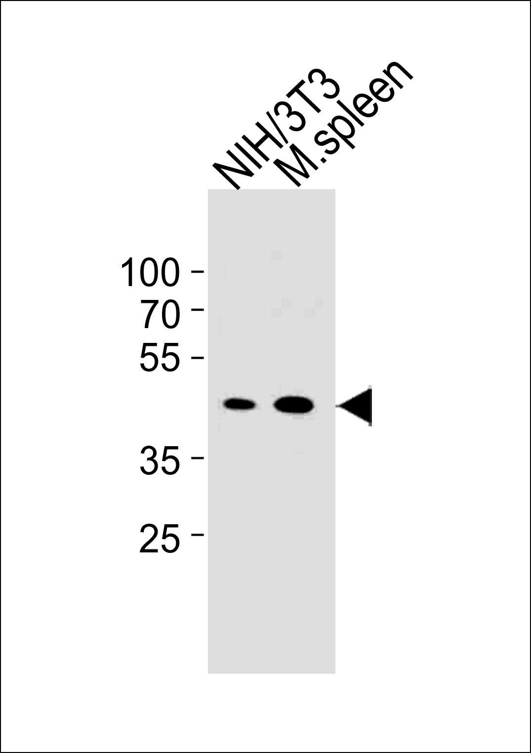 Rabbit Polyclonal Antibody to M CCNB1 (Center S123/S125)