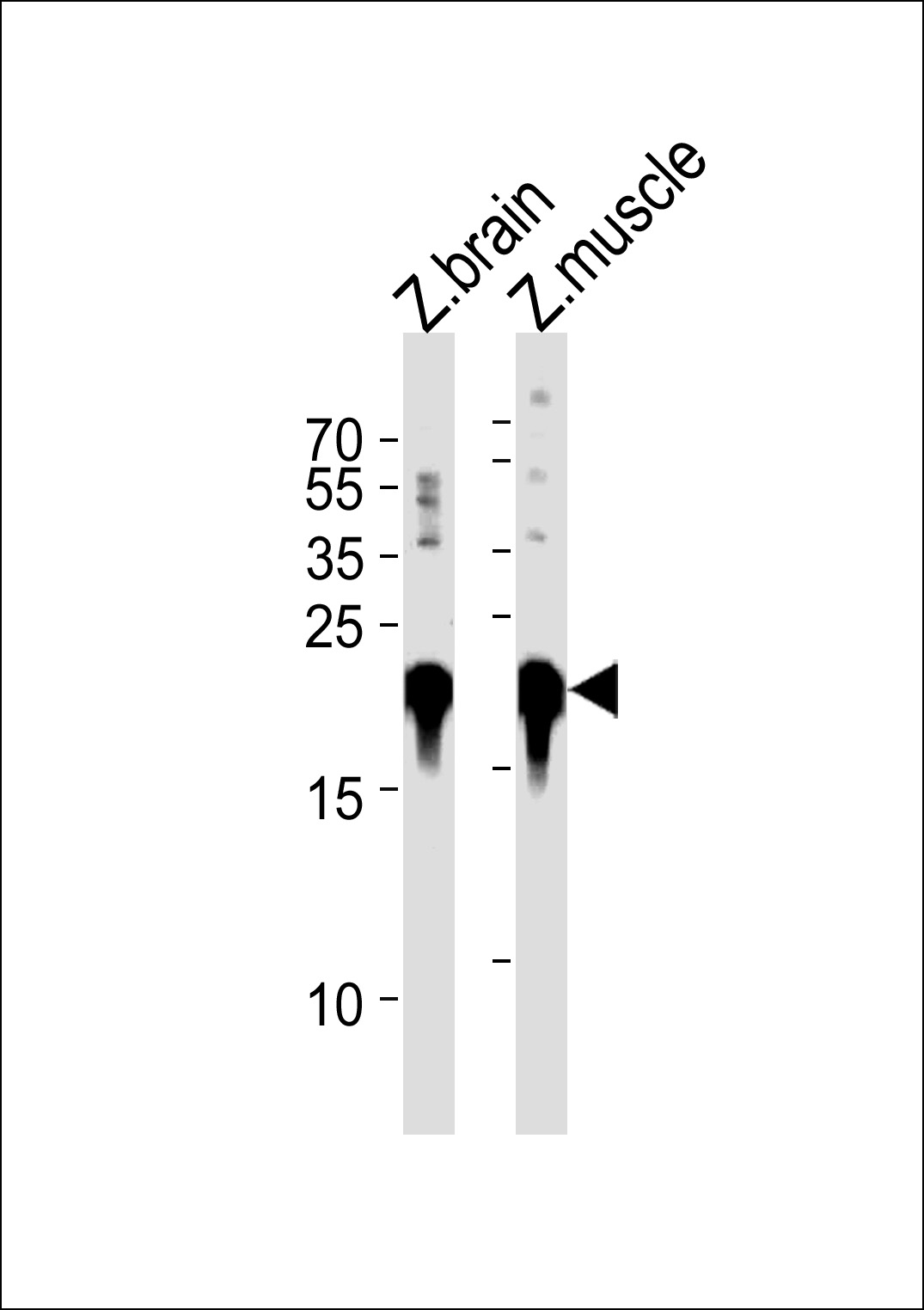 Rabbit Polyclonal Antibody to DANRE park7