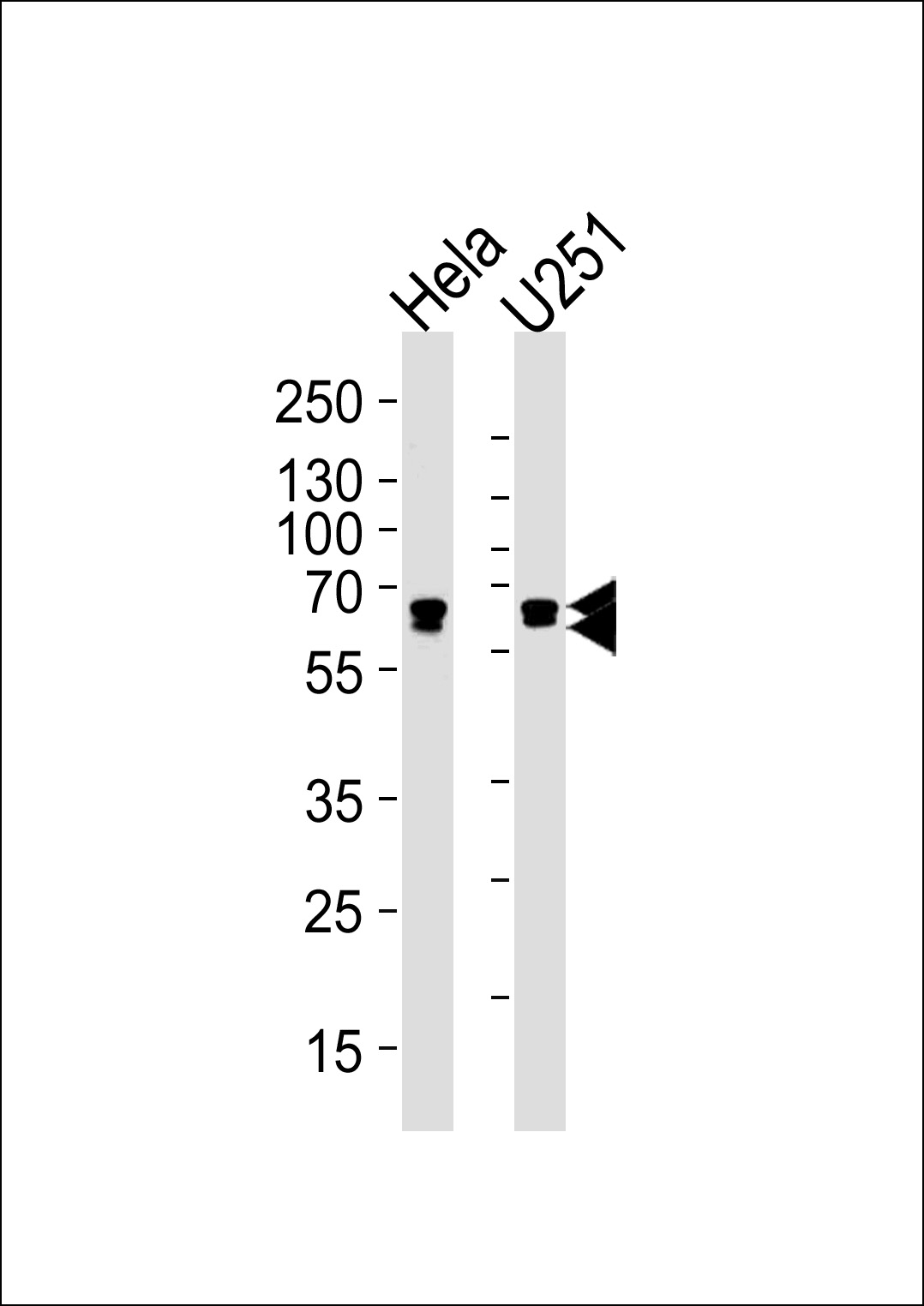 Mouse Monoclonal Antibody to FUBP3 (N-term)