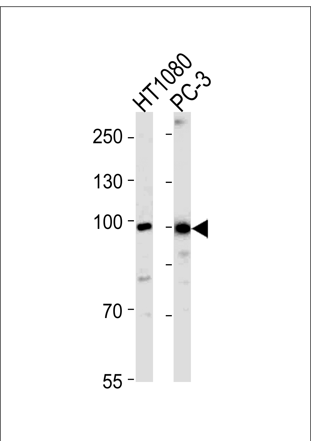Rabbit Polyclonal Antibody to ZNF560