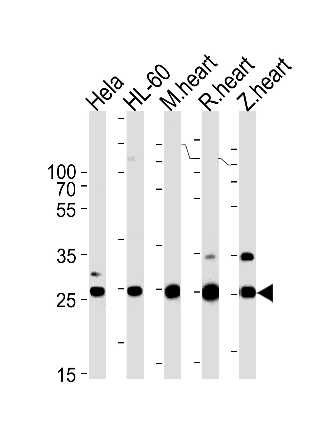 Rabbit Polyclonal Antibody to DANRE sdhb(Center)