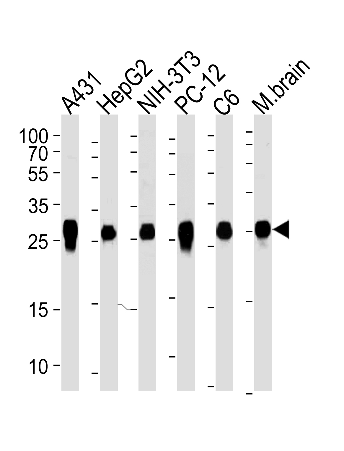 Mouse Monoclonal Antibody to YWHAZ