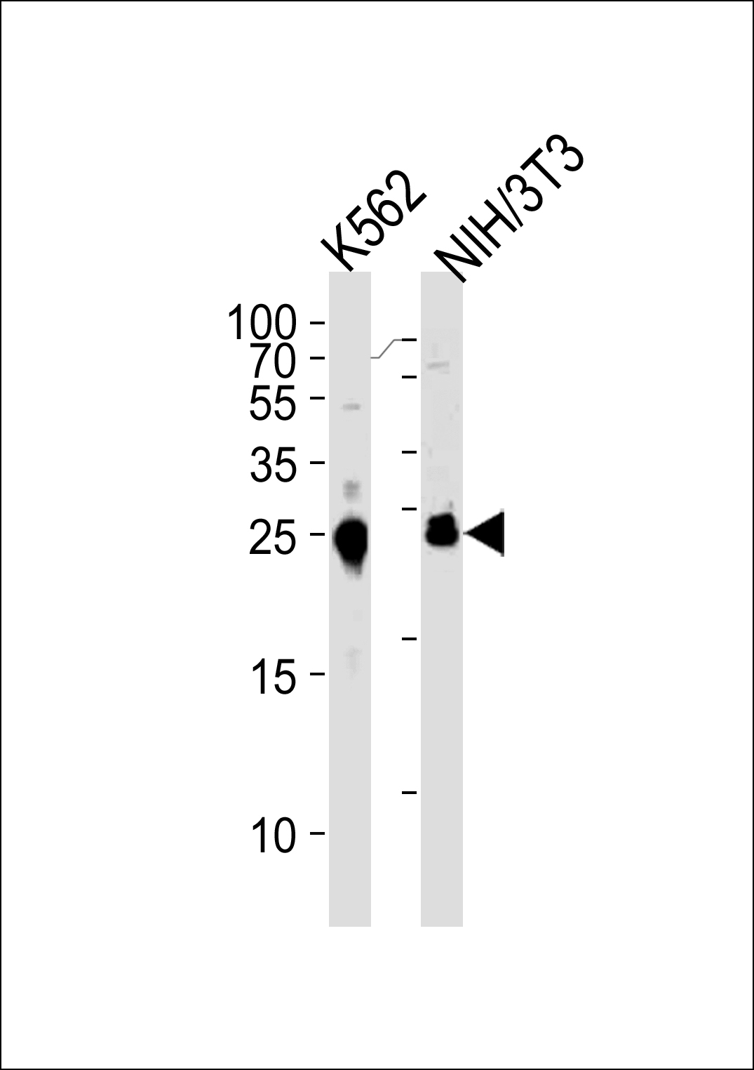 Rabbit Polyclonal Antibody to MESDC2