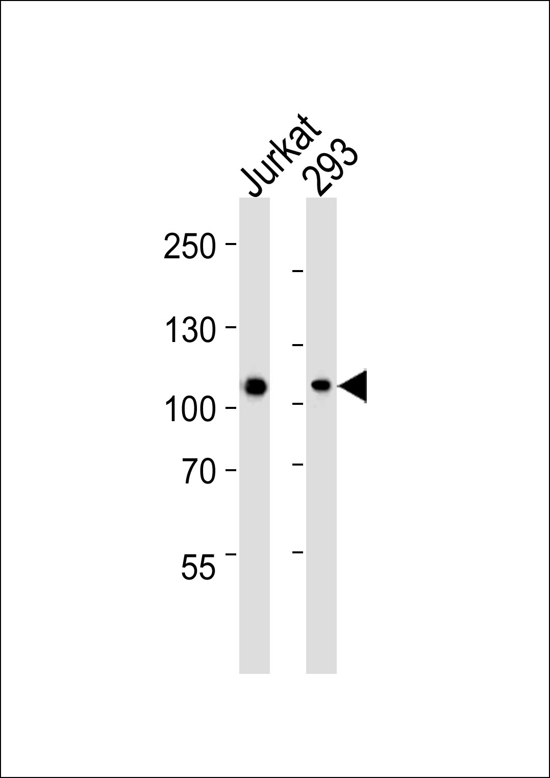 Mouse Monoclonal Antibody to MAGED1