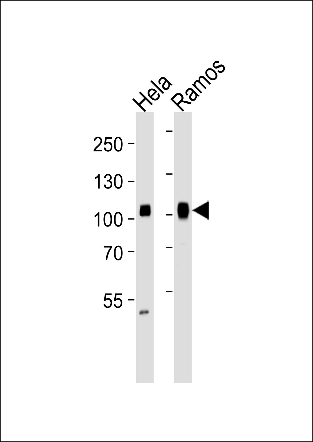 Mouse Monoclonal Antibody to SP1