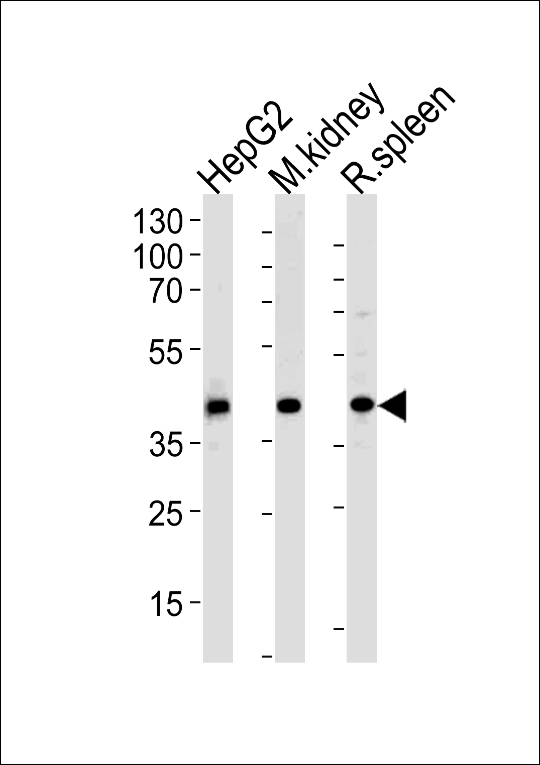 Rabbit Polyclonal Antibody to ACADL (N-term)