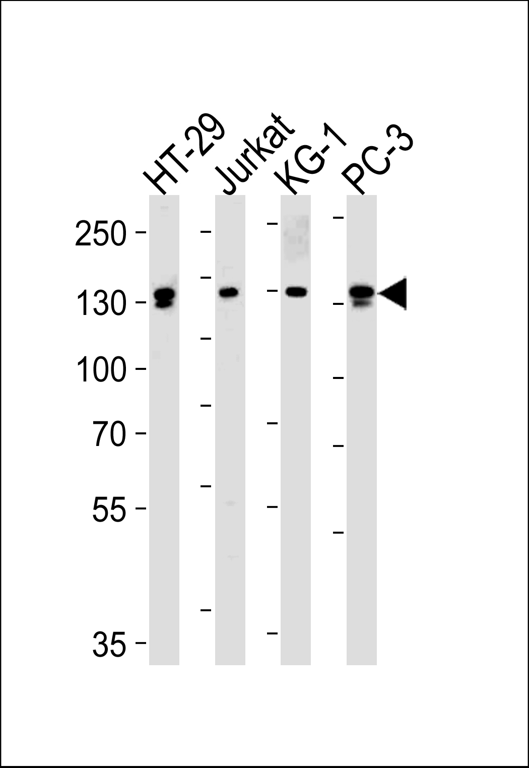 Rabbit Polyclonal Antibody to TAF2