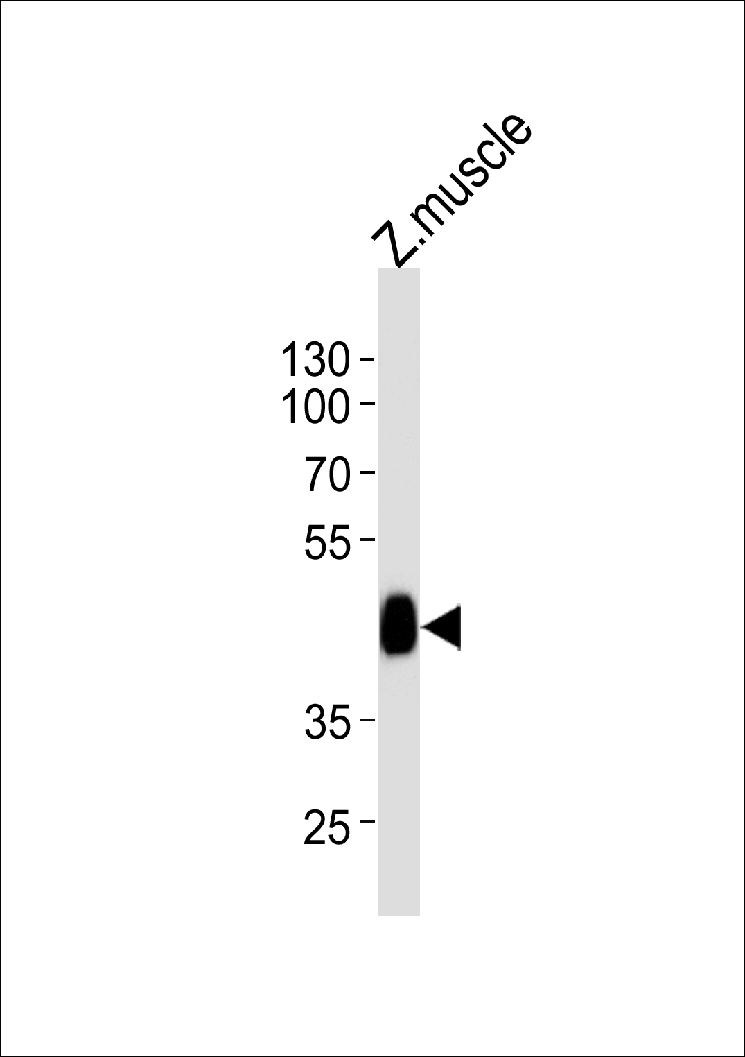 Rabbit Polyclonal Antibody to DANRE ldb1a