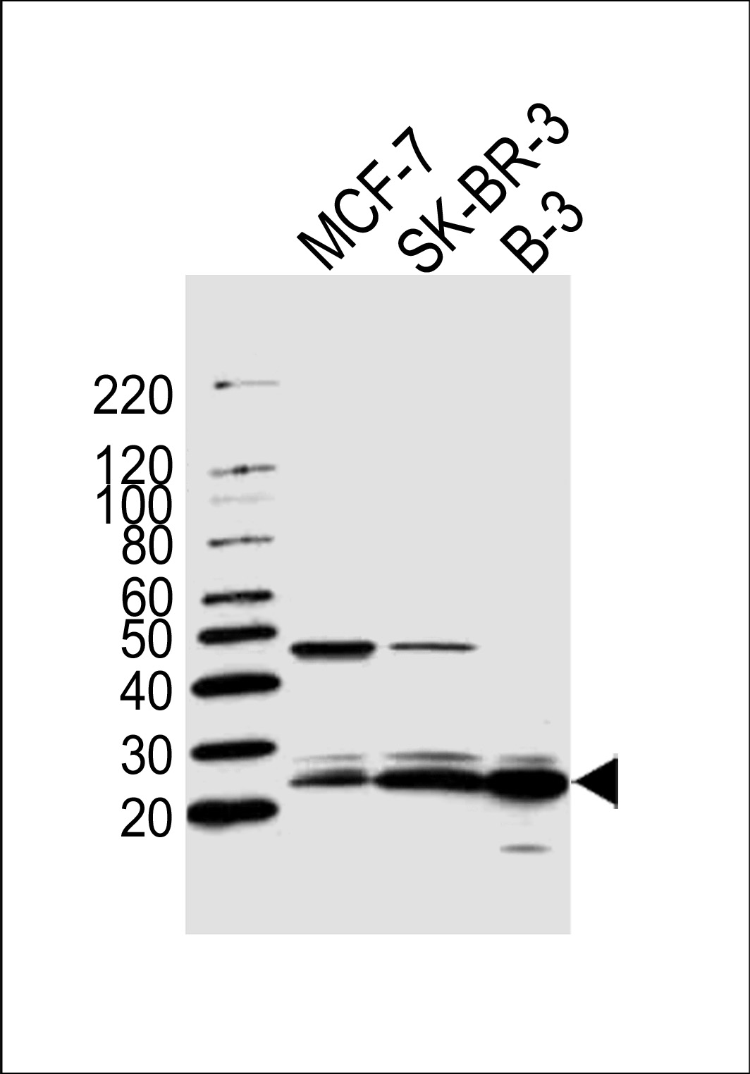Rabbit Polyclonal Antibody to C13orf30
