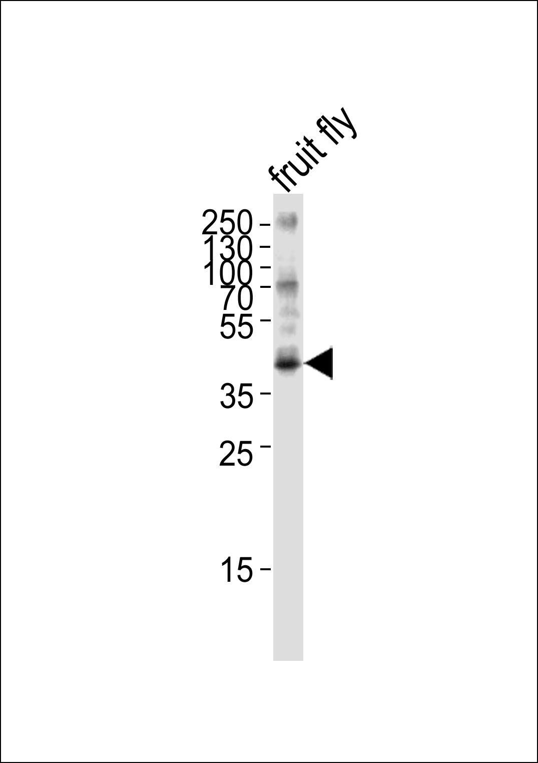 Rabbit Polyclonal Antibody to BUB3 (Drosophila)