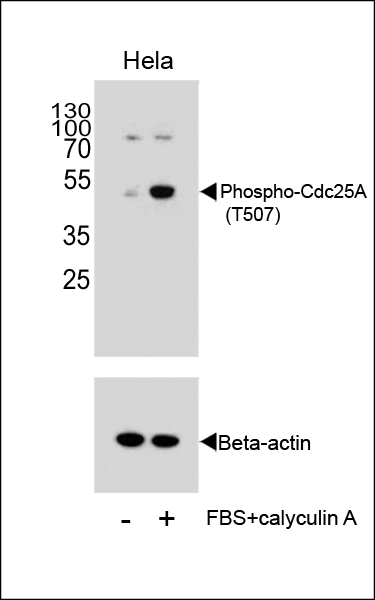 Rabbit Polyclonal Antibody to Phospho-CDC25A(T507)