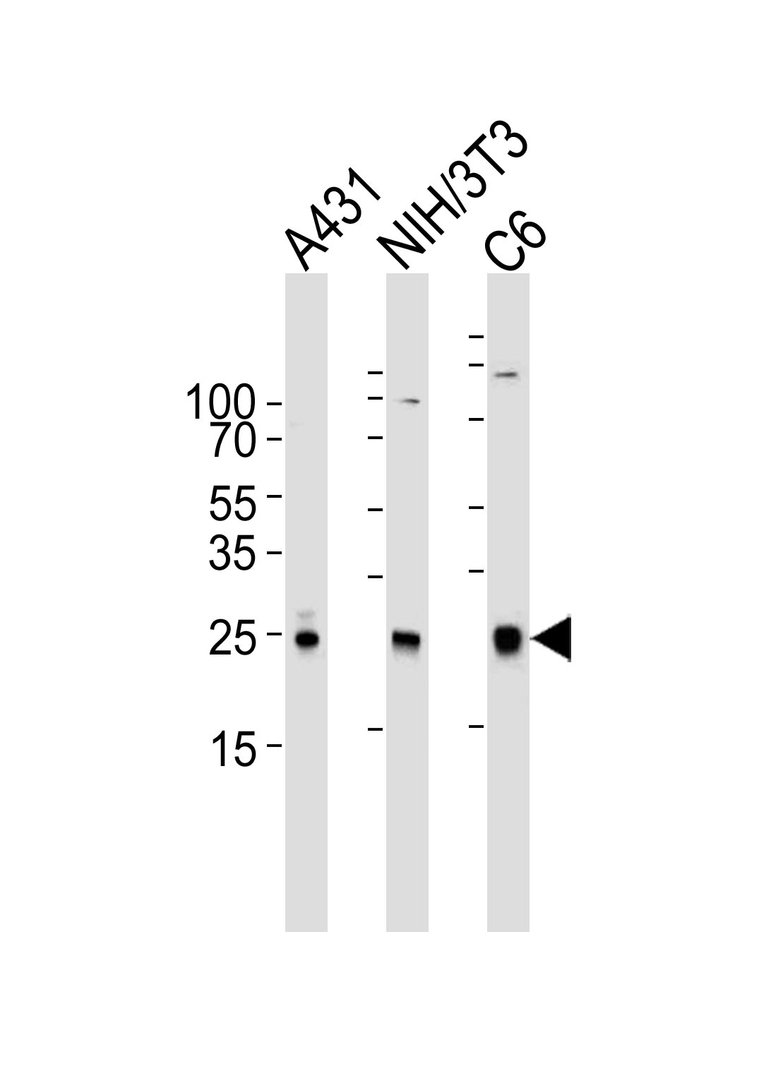 Mouse Monoclonal Antibody to RAC1