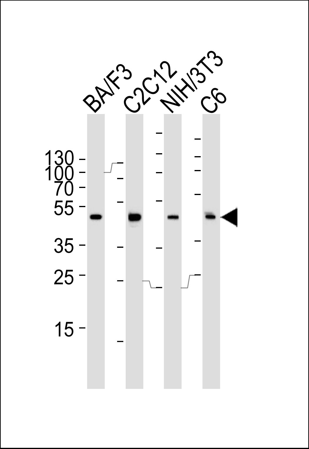 Rabbit Polyclonal Antibody to Mouse Mapk3