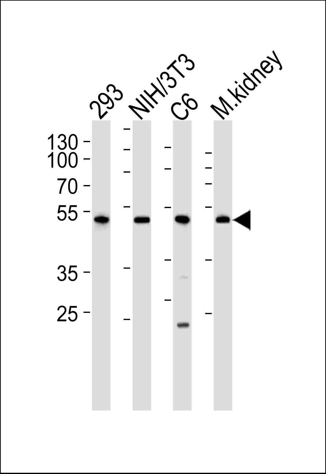 Rabbit Polyclonal Antibody to Mouse Cdk9