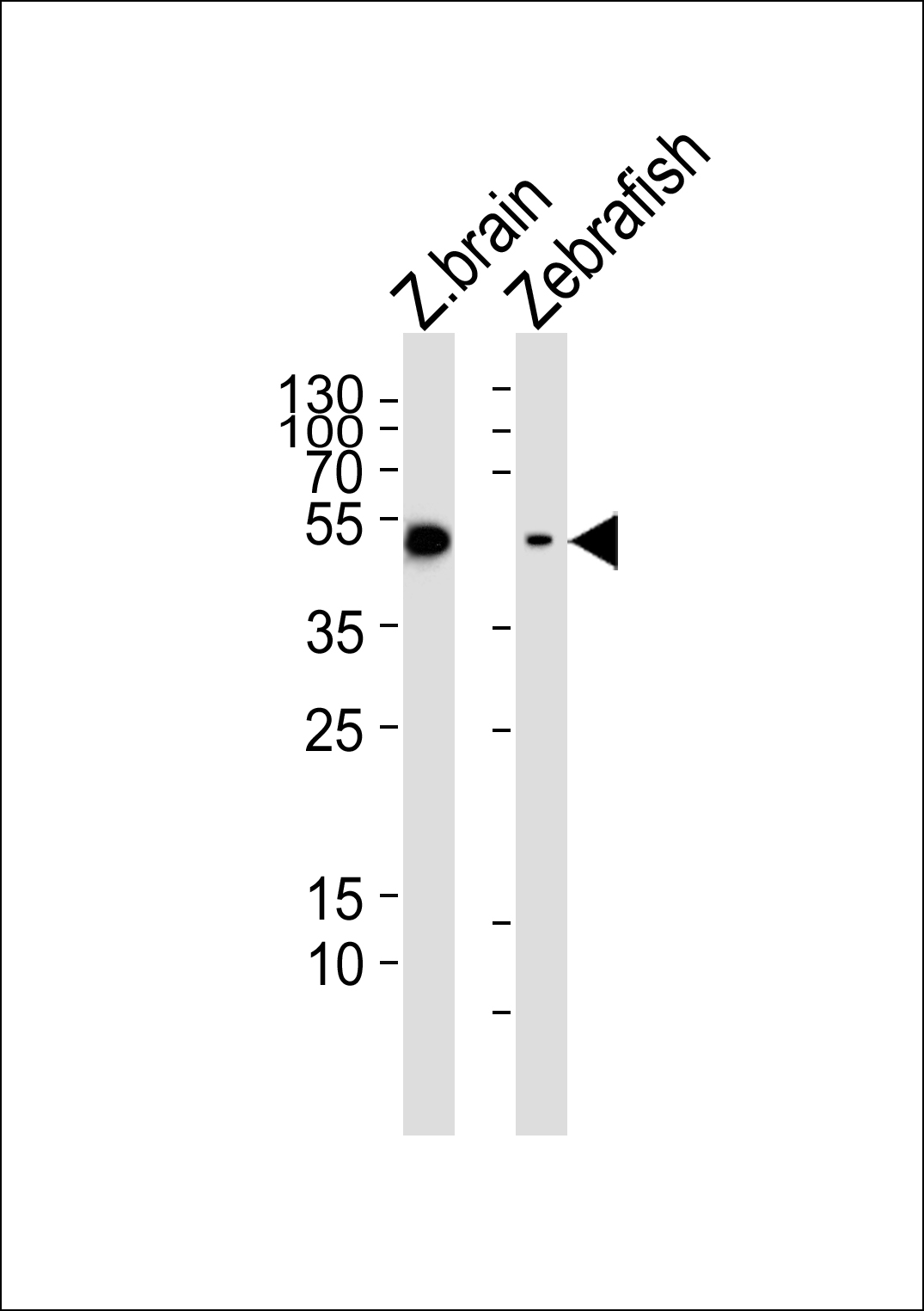 Rabbit Polyclonal Antibody to (DANRE) gfap (N-term)