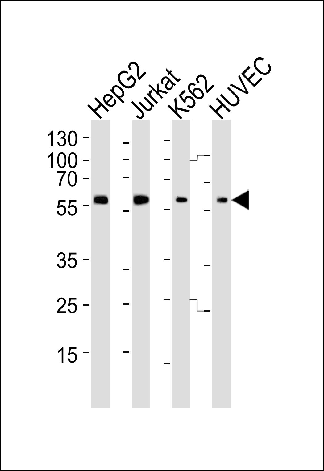 Rabbit Polyclonal Antibody to HUMAN-SHB(Y268)
