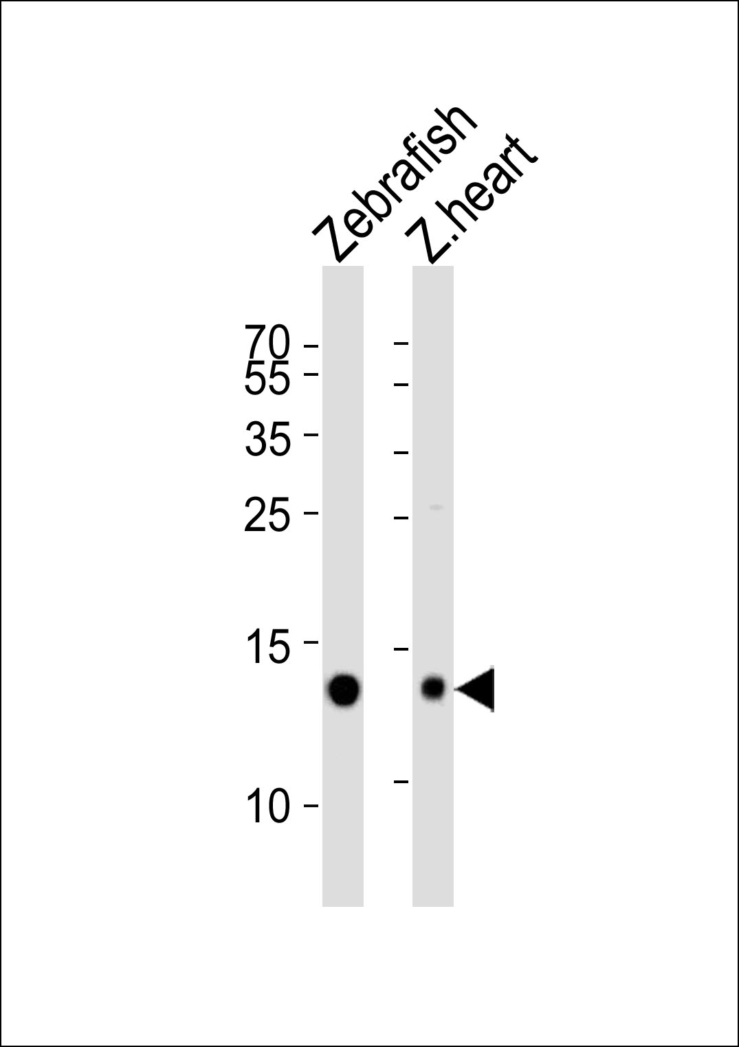 Rabbit Polyclonal Antibody to (DANRE) fabp10a