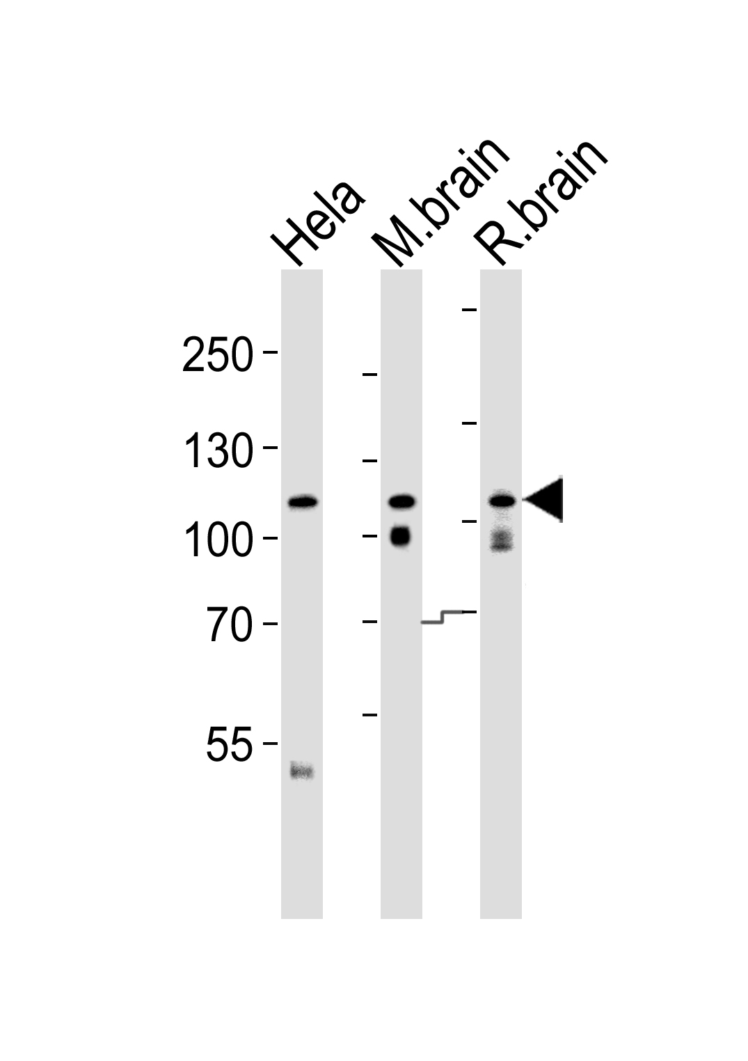 Rabbit Polyclonal Antibody to OPA1(form S1)