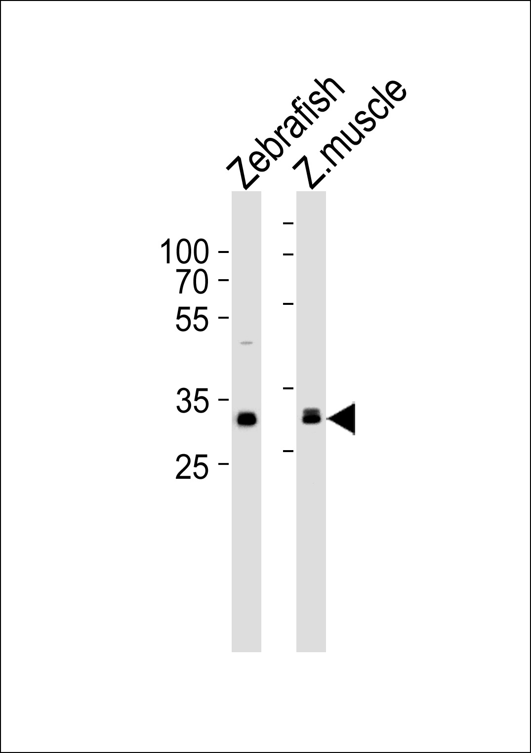 Rabbit Polyclonal Antibody to (DANRE) afmid (N-term)