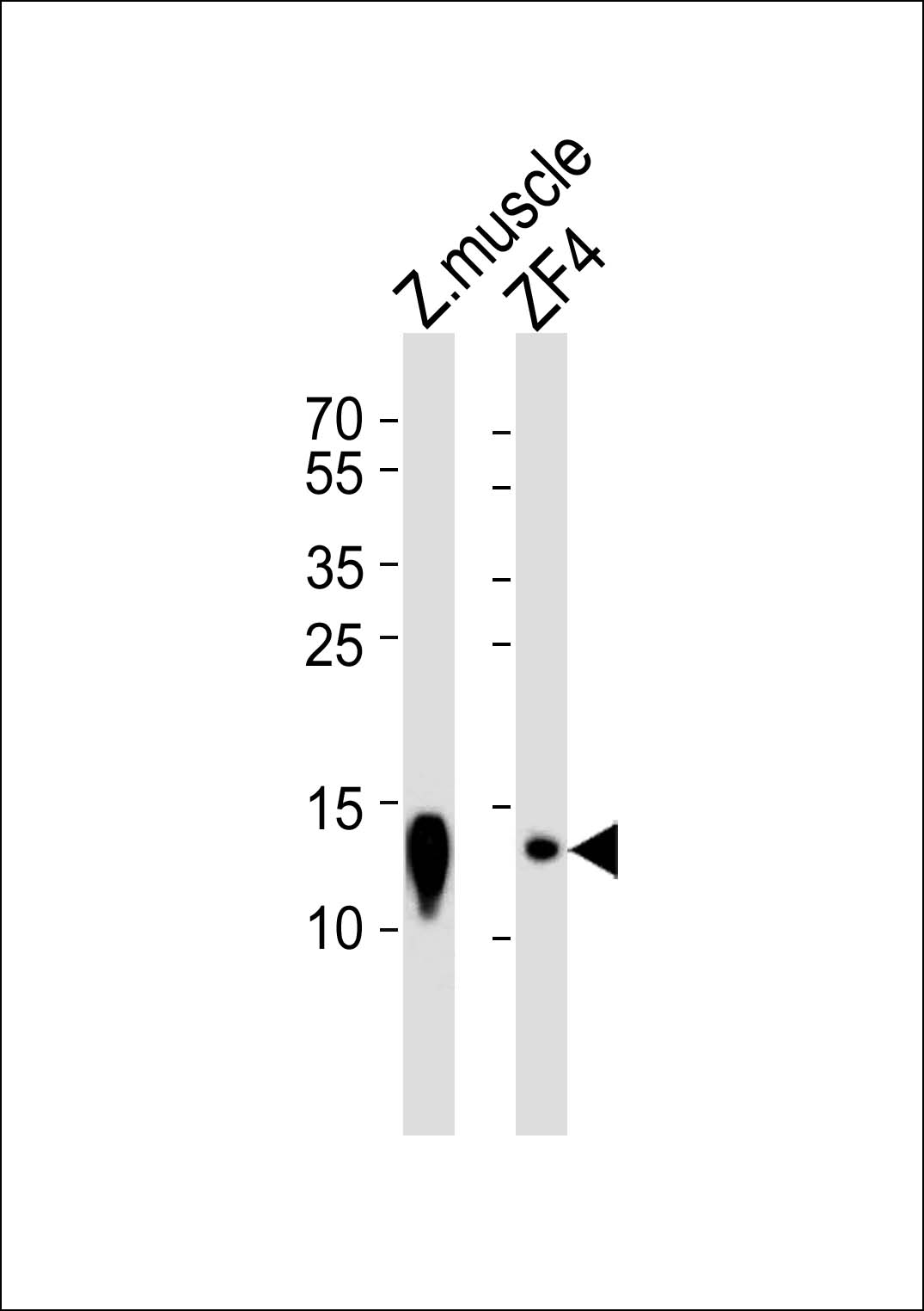 Rabbit Polyclonal Antibody to (DANRE) ba2