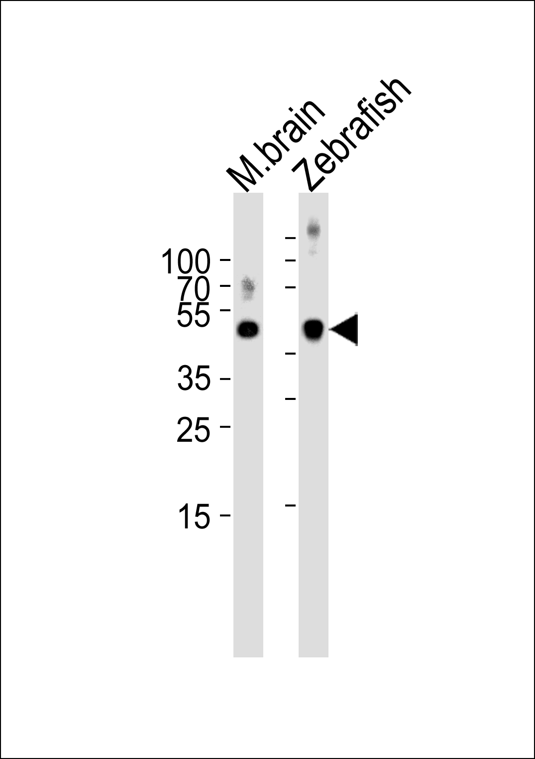 Rabbit Polyclonal Antibody to (DANRE) spop (N-term)