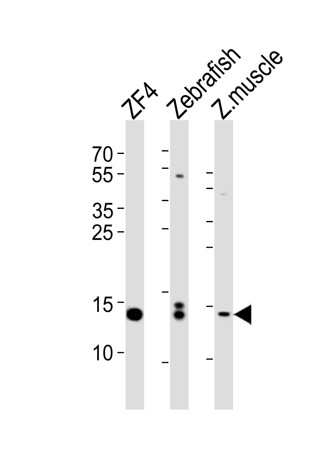 Rabbit Polyclonal Antibody to HIST1H2BJ