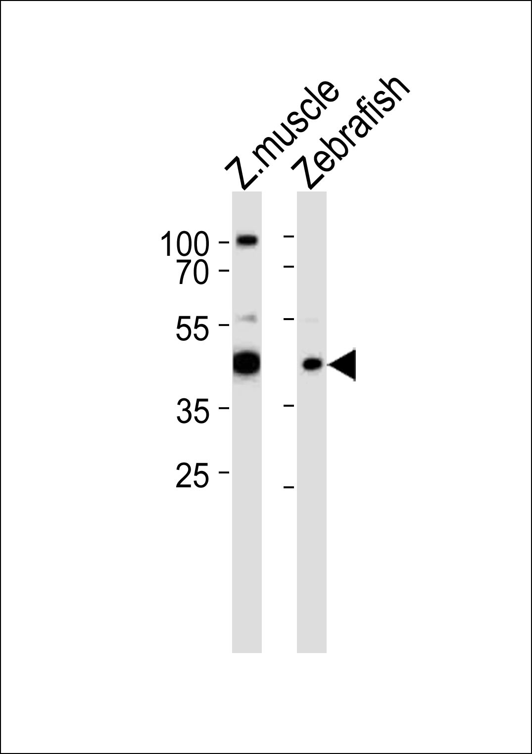 Rabbit Polyclonal Antibody to RBM22