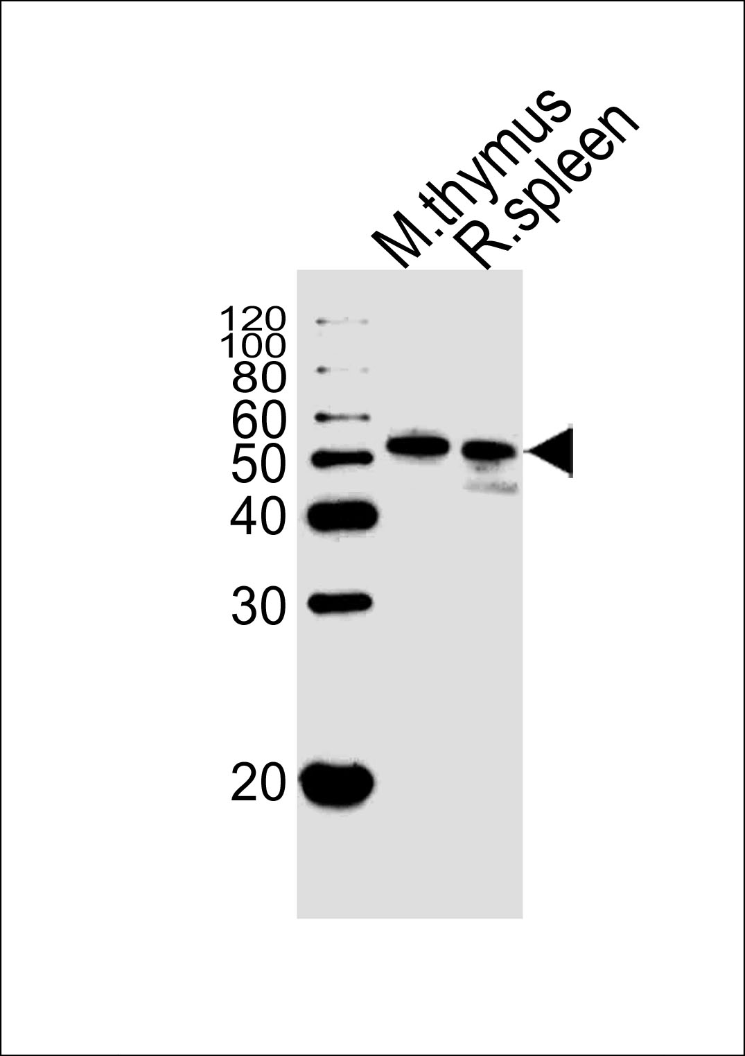 Rabbit Polyclonal Antibody to Mouse Hck