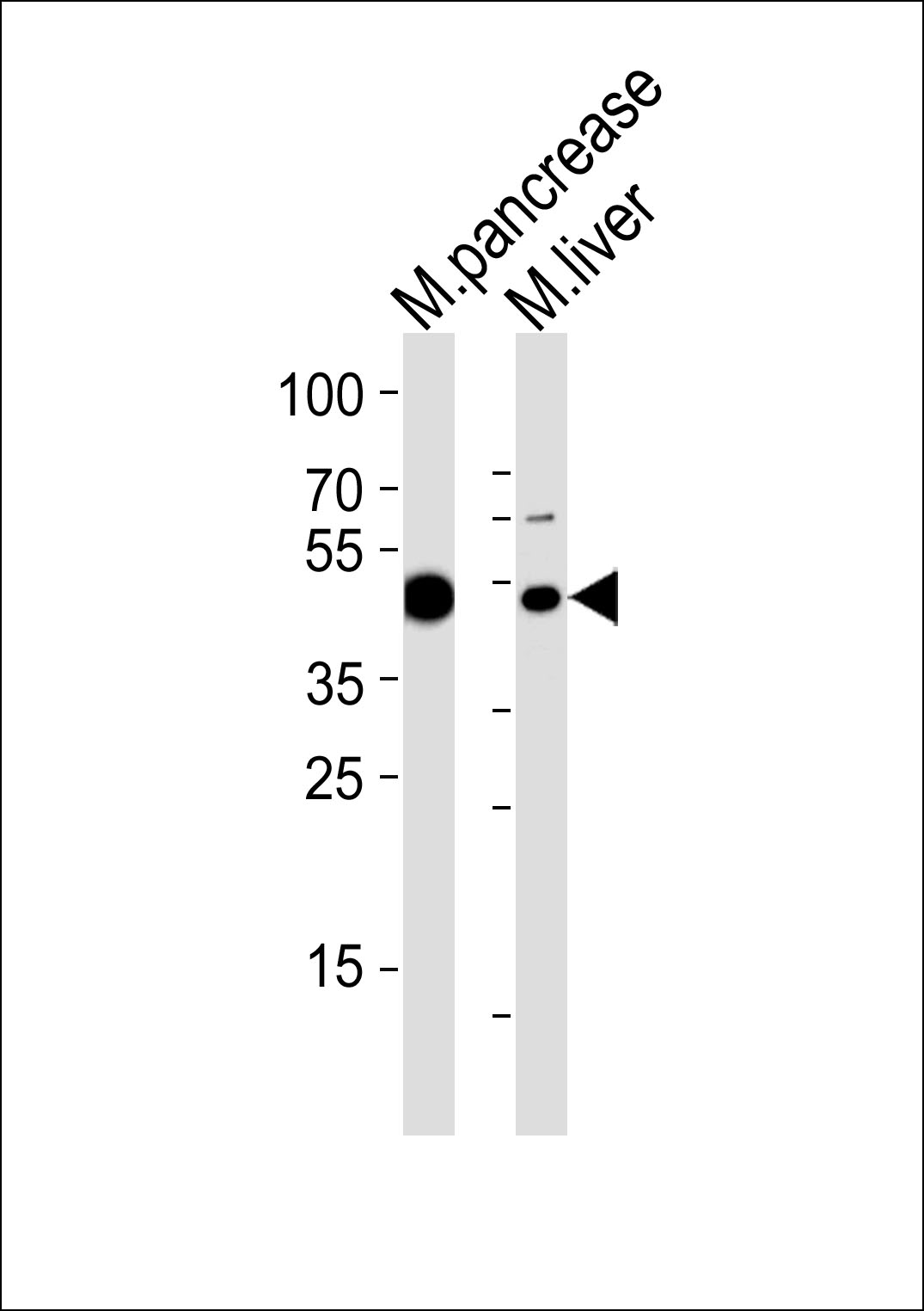 Rabbit Polyclonal Antibody to Mouse T