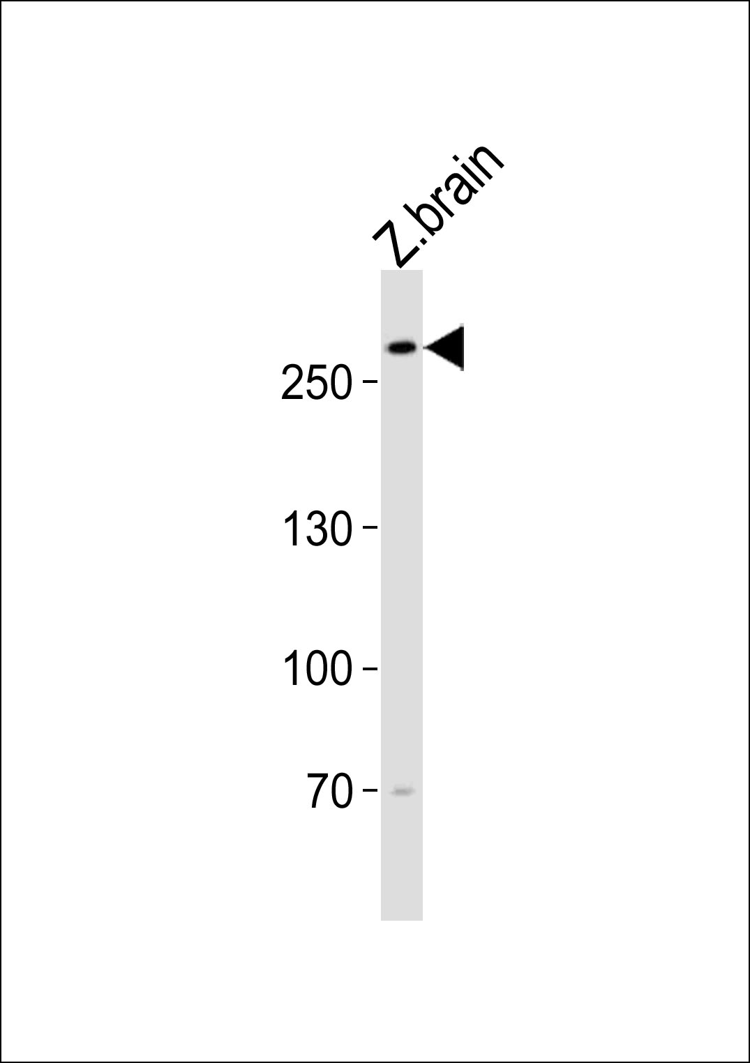 Rabbit Polyclonal Antibody to (DANRE) trio