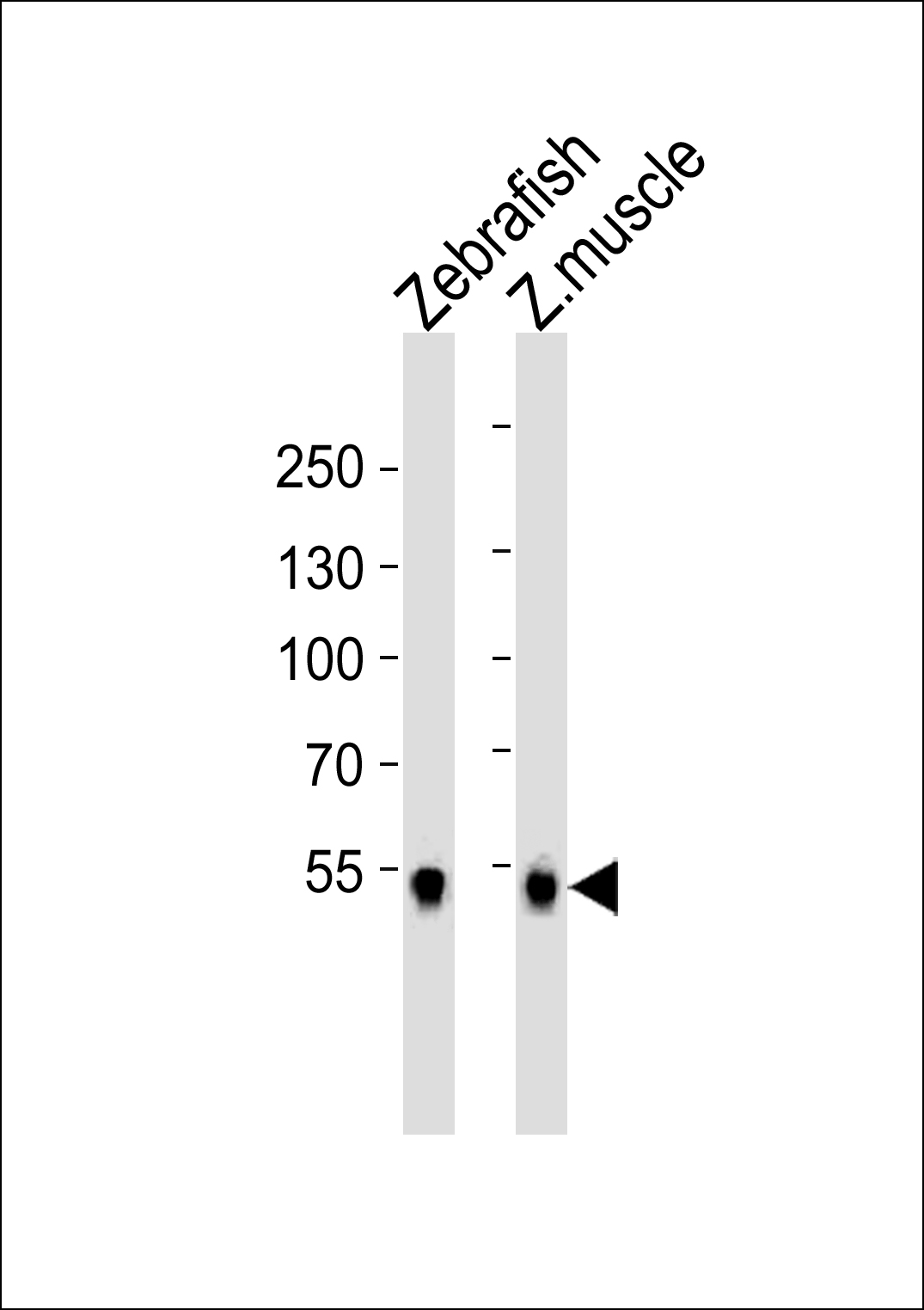 Rabbit Polyclonal Antibody to (DANRE) srebf2