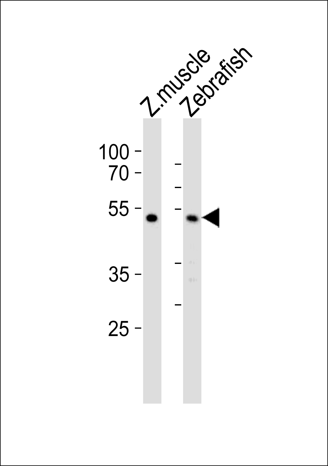 Rabbit Polyclonal Antibody to (DANRE) chst1