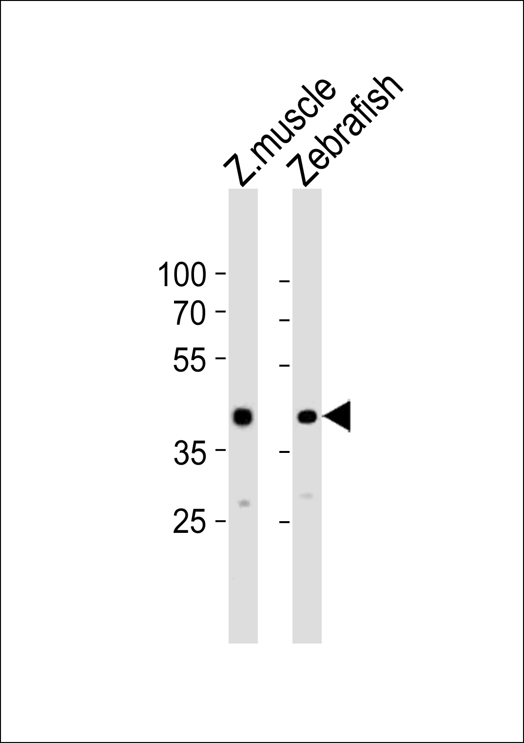 Rabbit Polyclonal Antibody to DANRE mycl1a (N-term)