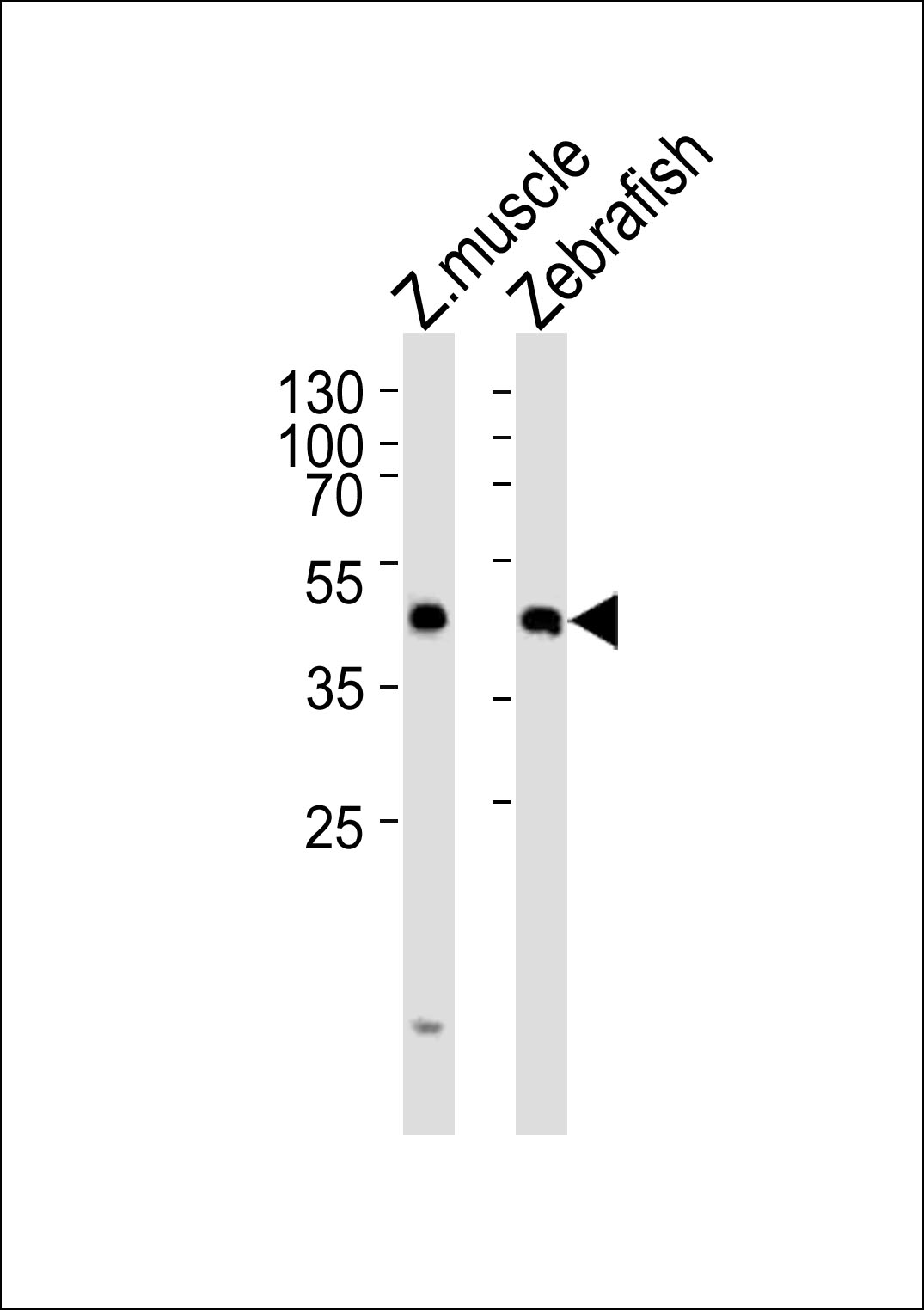 Rabbit Polyclonal Antibody to (DANRE) dixdc1a