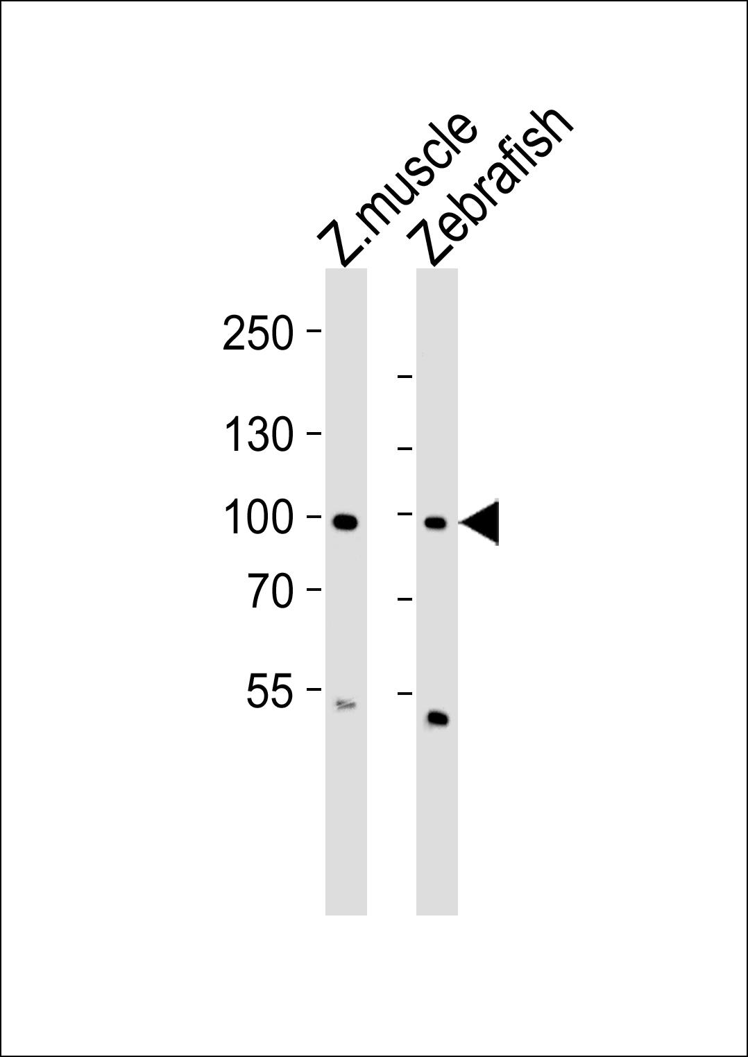 Rabbit Polyclonal Antibody to (DANRE) znf148