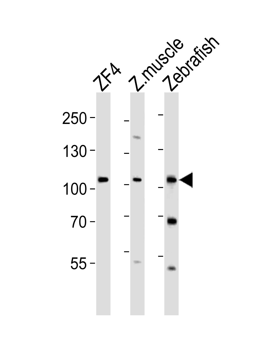 Rabbit Polyclonal Antibody to (DANRE) zte25 (N-term)