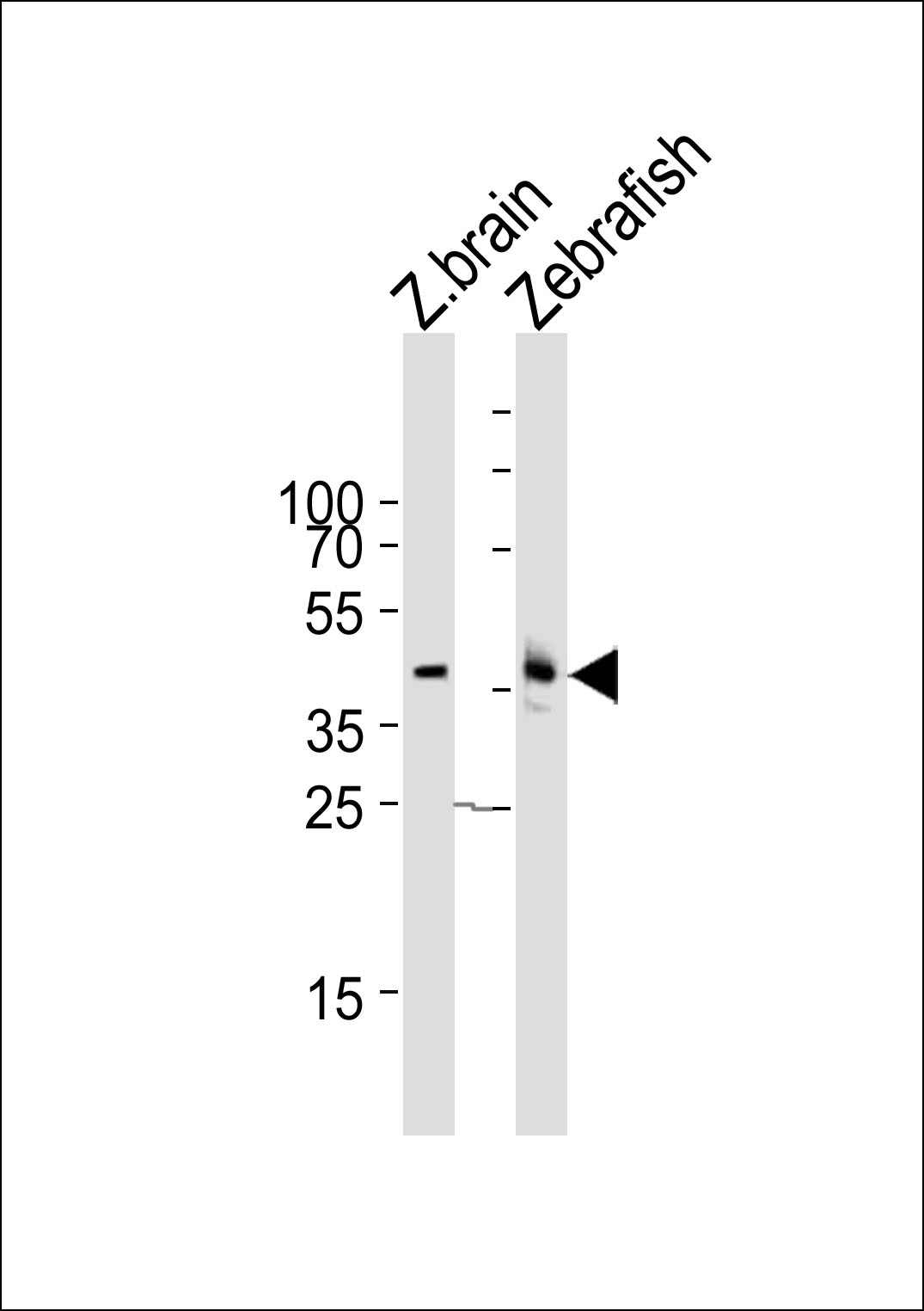 Rabbit Polyclonal Antibody to (DANRE) mapk12