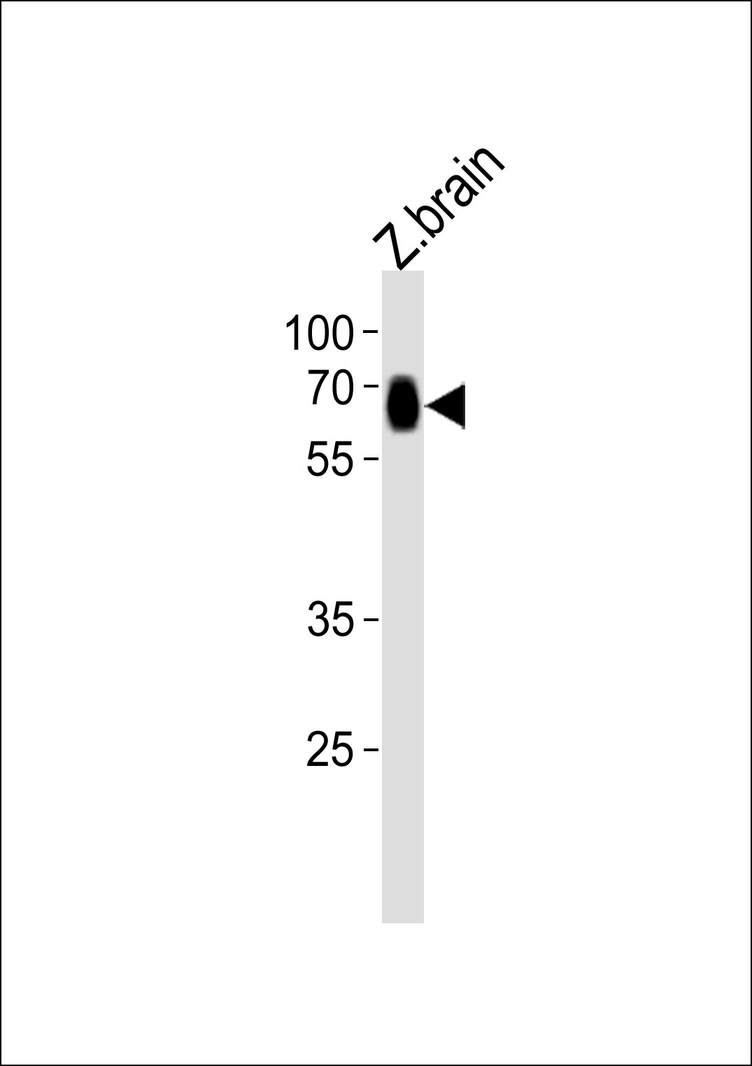 Rabbit Polyclonal Antibody to (DANRE) slc17a6a
