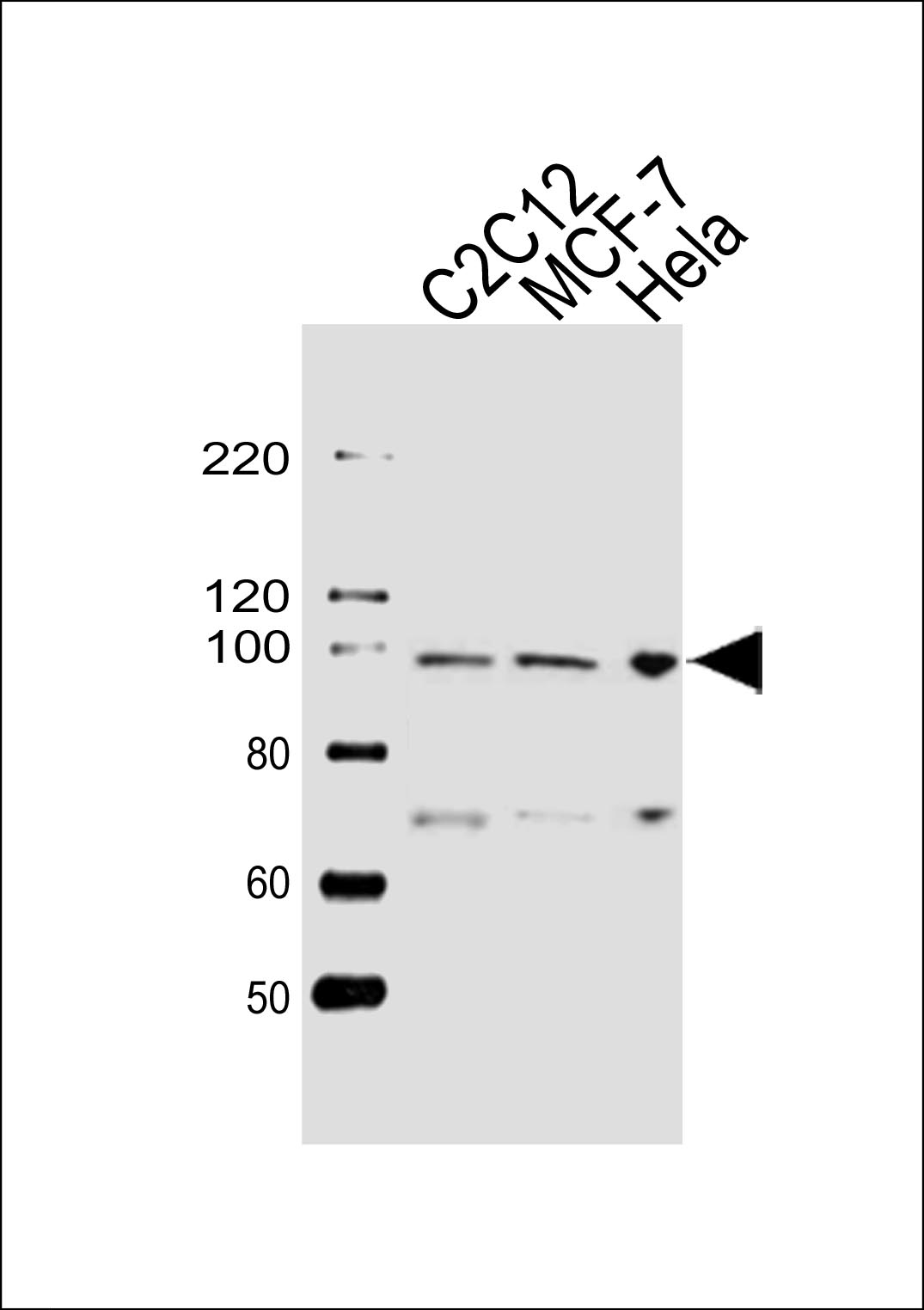 Rabbit Polyclonal Antibody to HSP90B1