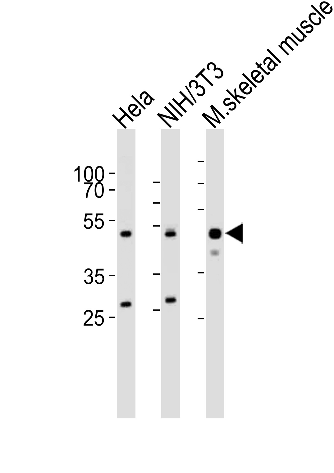 Rabbit Polyclonal Antibody to Mouse Actl6a