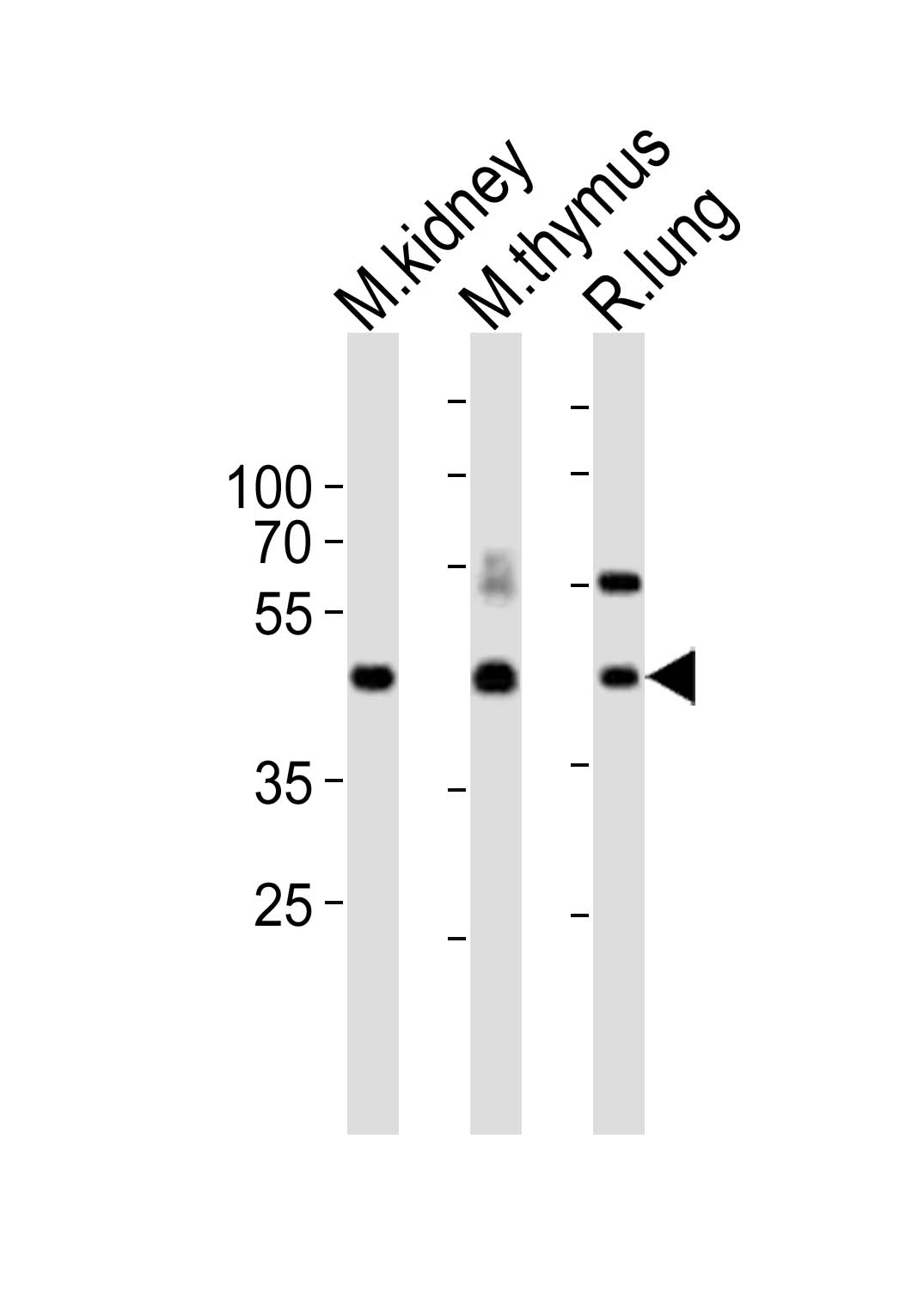 Rabbit Polyclonal Antibody to (Mouse) Dlk1