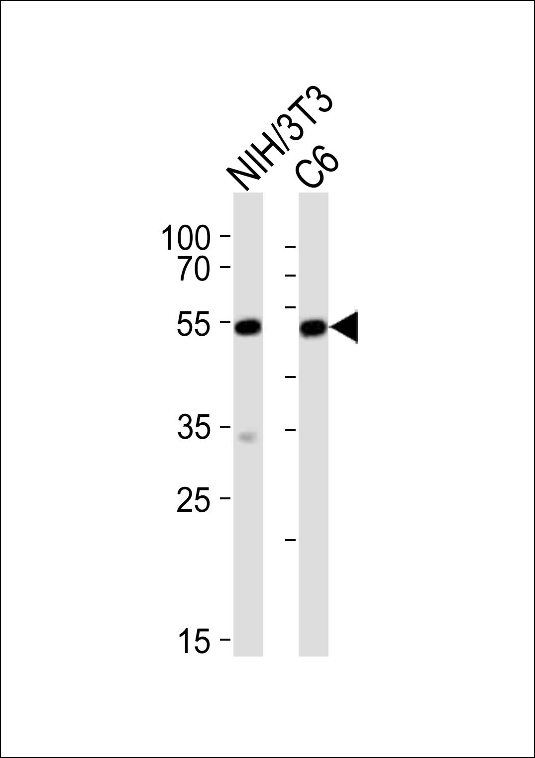 Rabbit Polyclonal Antibody to (Mouse) Srf