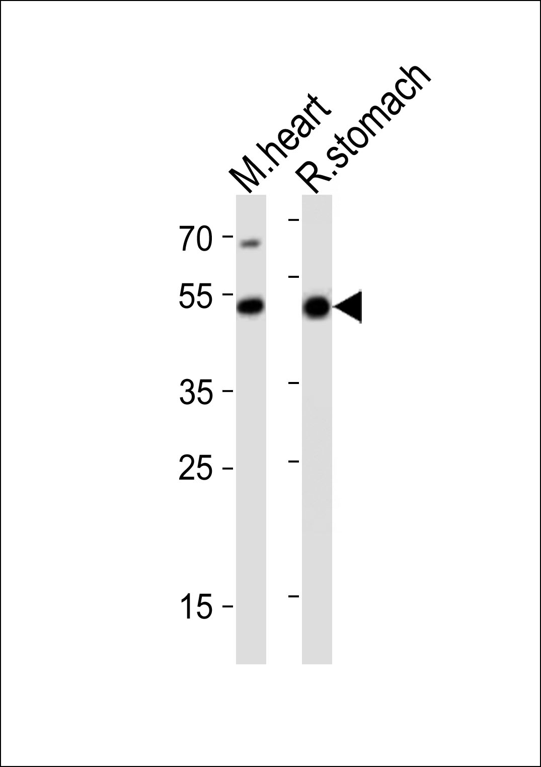 Rabbit Polyclonal Antibody to Mouse Gata6